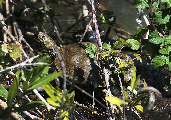 European pond turtle